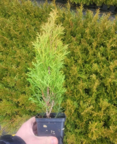 Thuja occidentalis 'Smaragd' P9