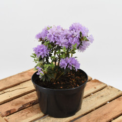 Rhododendron 'Blue Tit'