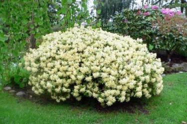 Rhododendron Princess Anne