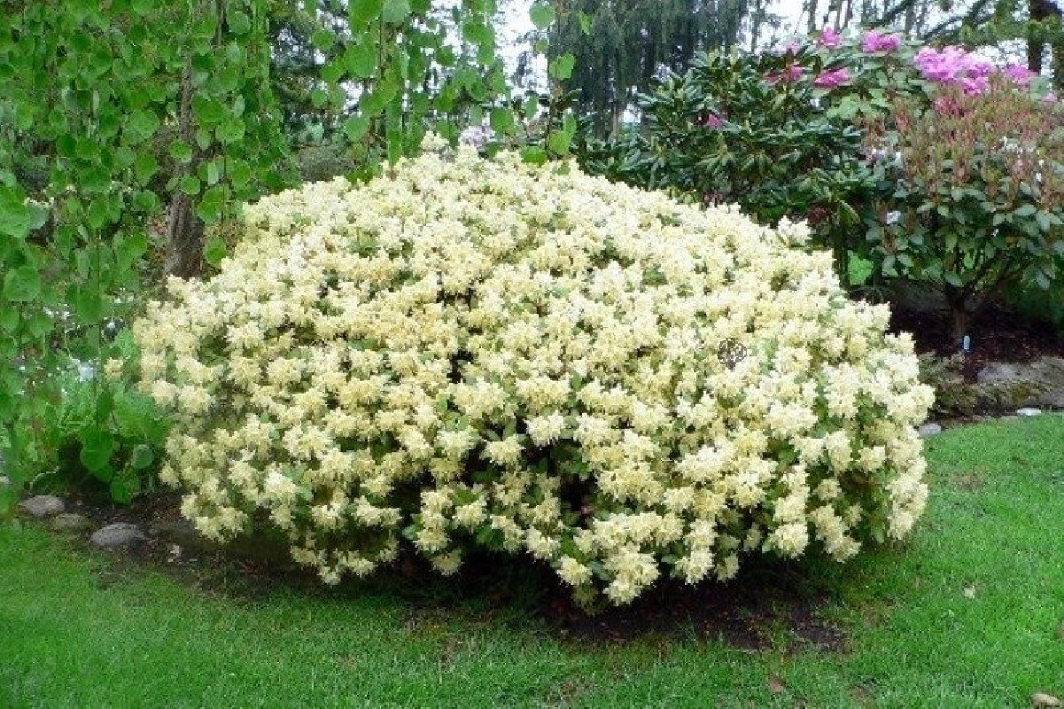 Rhododendron Princess Anne