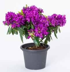 Rhododendron 'Azurro