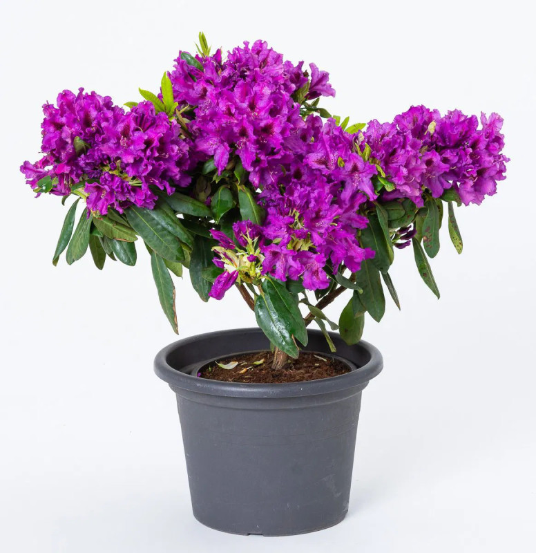 Rhododendron 'Azurro