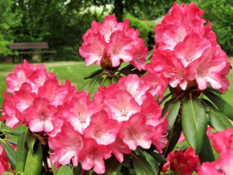 Rhododendron 'Ann Lindsay'