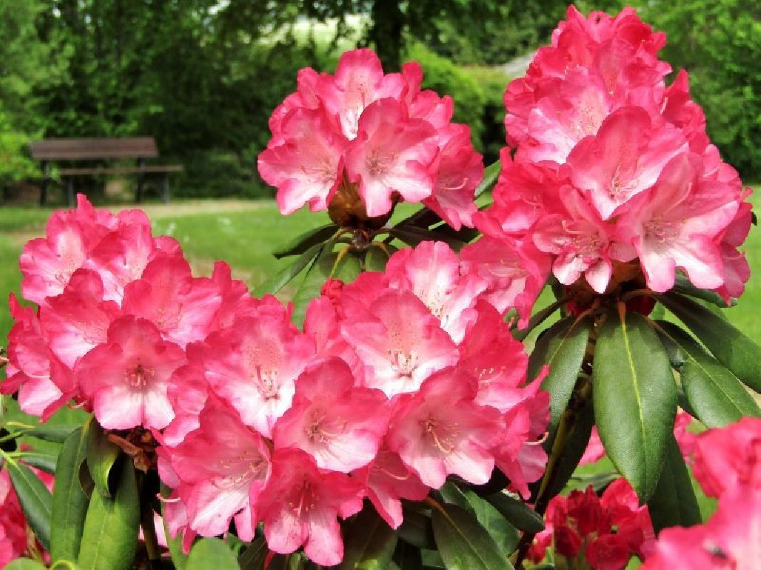Rhododendron 'Ann Lindsay'