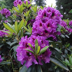 Rhododendron 'Bariton'