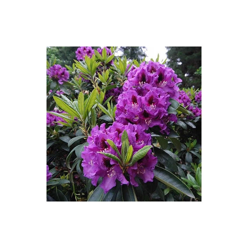 Rhododendron 'Bariton'