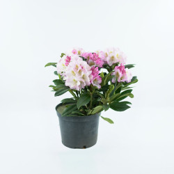 Rhododendron 'Brigitte'